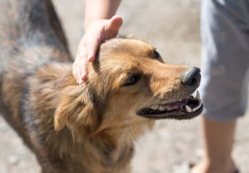 ausgesetzten Hund - Tier wird gestreichelt