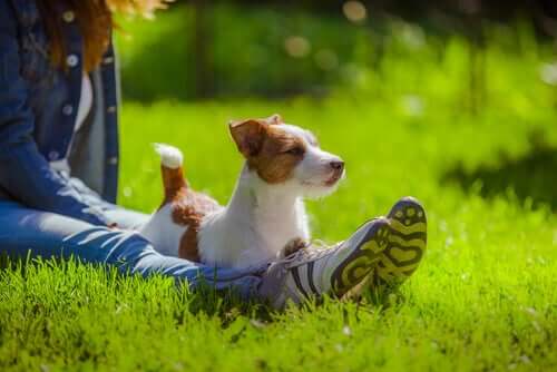 mit deinem Hund sprichst - in der Natur