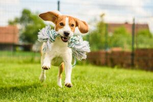 weglaufen - Beagle