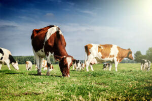 Akklimatisierungsfähigkeit - Kühe auf der Weide