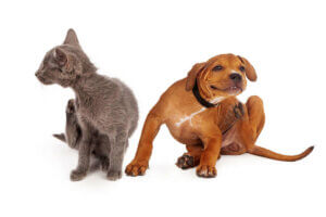 Atopie - Hund und Katze