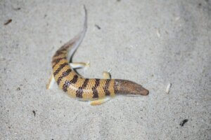 Apothekerskink - im Sand