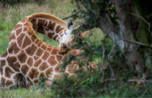 Giraffen - mit verdrehtem Hals