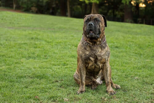 Hulk - Bullmastiff