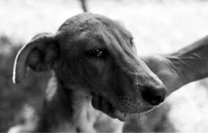 Hund stirbt - kurz vor dem Tod