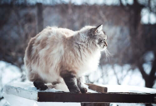 Katze niemals antun - Katze im Schnee