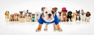 Kleidung für Hunde - angezogene Hunde