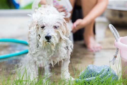 Pflege eines Hundes - Hund wird gebadet