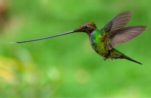 Schwertschnabelkolibri - Nahaufnahme