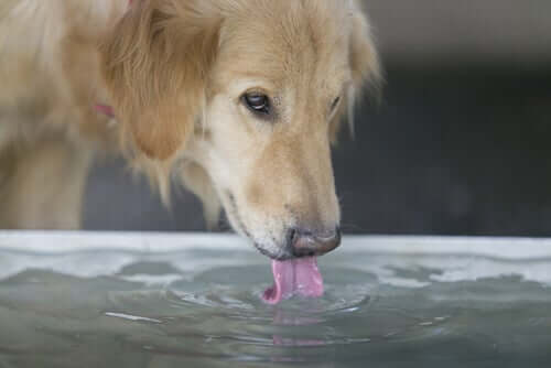 Sonnenbaden - Hund trinkt Wasser