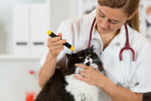 genetisch bedingte Erkrankungen- Katze beim Tierarzt