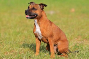 Stafford-Terrier