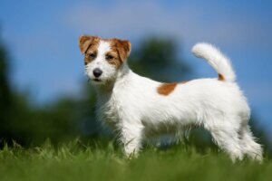 weglaufen - Jack Russel Terrier
