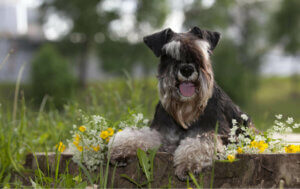weglaufen - Zwergschnauzer