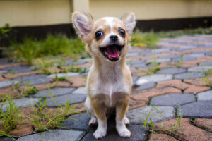 Chihuahua lächelnd