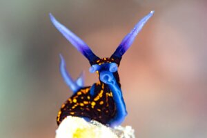 Nacktkiemer sind äußerst farbenfrohe Tiere