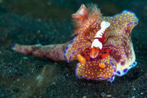 Das indonesische Ceratosoma lebt in Symbiose mit einer Kaisergarnele, die sie sauber hält