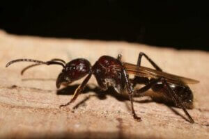 Diese Ameisen stechen durch ihre bemerkenswerte Größe hevor