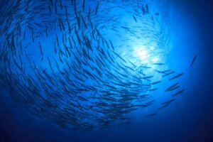 Bestimmte Bereiche der Meere und Ozeane sind enorm fischreich