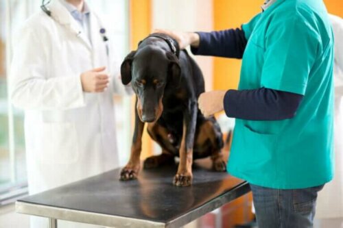 Leukämie bei Hunden: Ursachen und Symptome