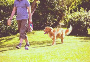 Es gibt einige emotionale Faktoren, die erklären warum Hunde ihren Besitzern folgen