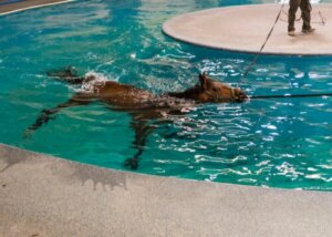 Ein Pool ist für die Physiotherapie großer Tiere gut geeignet