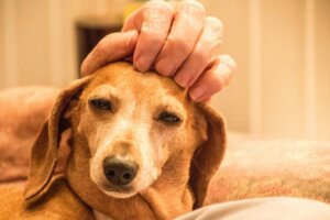 Animal Welfare Awards: Eine gute Initiative der Geschäftswelt