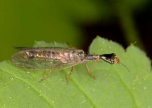 Raphidioptera ist gemeinhin als Kamelhalsfliege bekannt