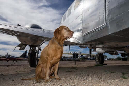 Hunde im Frachtraum von Flugzeugen - das sind die Gefahren