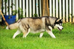Wie du einem Hund beibringst, im Freien zu urinieren