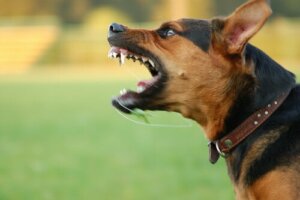 Was du tun kannst, wenn dein Hund aggressiv wird