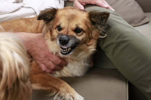 Hund aggressiv wird - Hund fletscht die Zähne