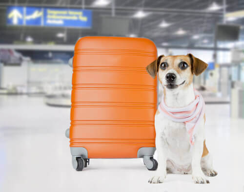 Hunde im Frachtraum - Koffer