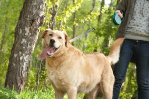im Freien urinieren - Hund beim Spaziergang
