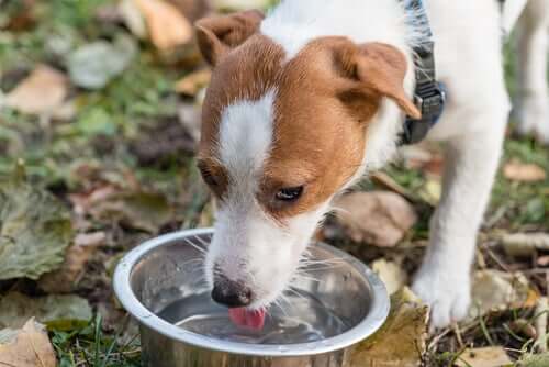 Behandlung von Durchfall - Hund trinkt Wasser