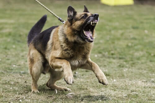 Hund aggressiv wird - angriffslustiger Schäferhund