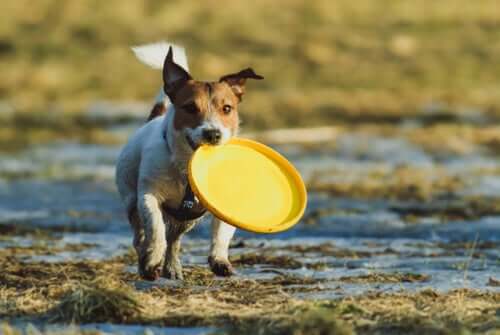 mit deinem Welpen - Hund mit Frisbee Scheibe