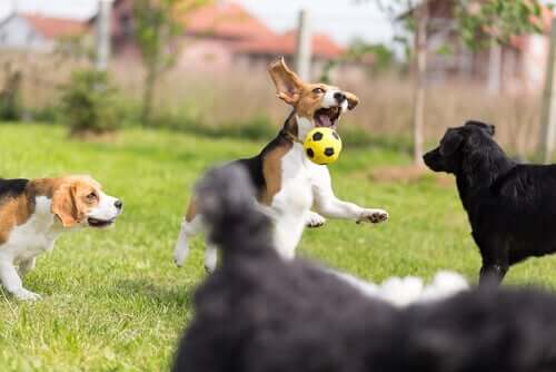 selbstgemachtes Hundespielzeug - Hund beim Fußball spielen
