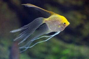 Hybridtiere: Definition und ihre Merkmale