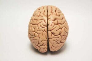 Die Gehirnhälften sind für die Lateralität verantwortlich.