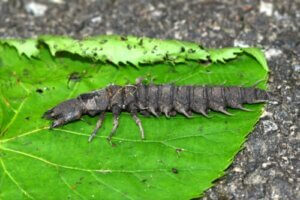 Das Vorhandensein dieser Larvenarten in Gewässern ist ein Indikator für deren Qualität.