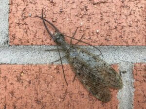 Die Corydalidae gehören zur Ordnung der Megaloptera