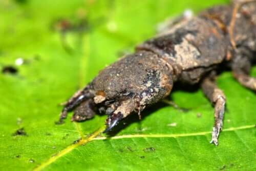 Unheimlich aussehende Insekten, die harmlos sind