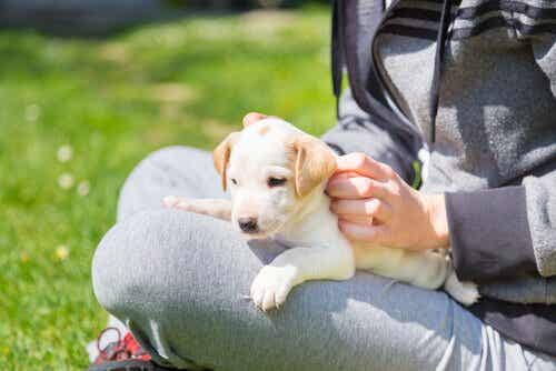 Die ersten Tage können für einen adoptierten Hund und auch für dessen Besitzer etwas stressig sein