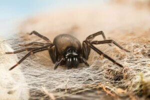 Ein spezieller Fall von Matriphagie: Amaurobius ferox
