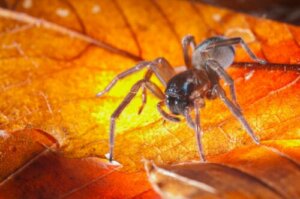 Die Matriphagie: Merkmale und Bedeutung