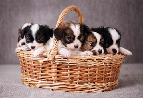 Du kannst einige Vorbereitungen treffen, um die Ankunft deines neuen Hundes so angenehm wie möglich für ihn zu gestalten