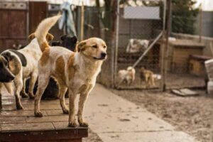 Du kannst ein Tier aus dem Tierheim adoptieren