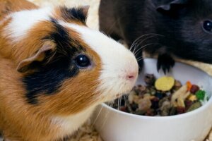 Jede Tierart ernährt sich anders