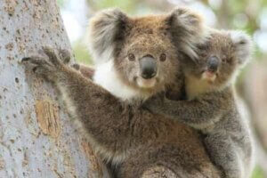 Koala- mit Jungtier